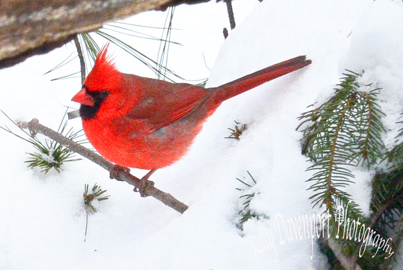 Cardinal Bird Nature Center-1-3