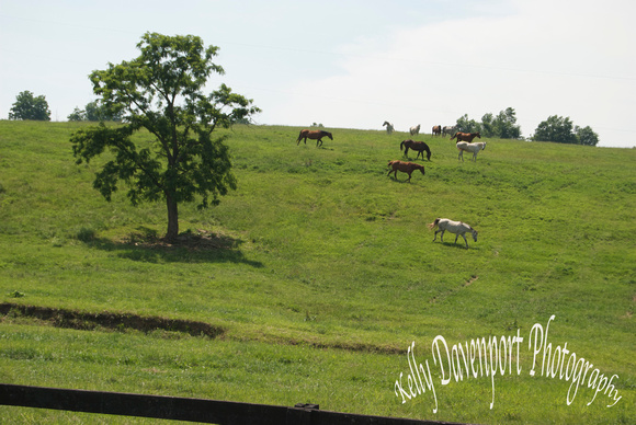 Horses in the Bluegrass