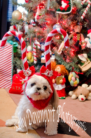 Brownstein Christmas 2014-2-2