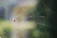 What a Web We Weave