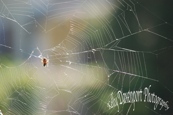 What a Web We Weave